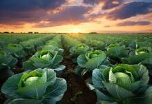 Rows Of Ripe Cabbage Farm In The Evening Sky