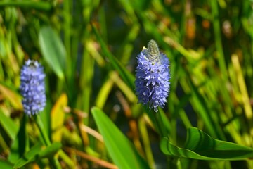 Canvas Print - Pickerel weed ( Pontederia cordata ) flowers.
Pontederiaceae perennial water plants native to South America. Pale blue-purple flowers bloom in spikes from July to October.