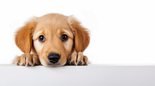 Adorable Golden Retriever Puppy With Cute Face, Ai Generated