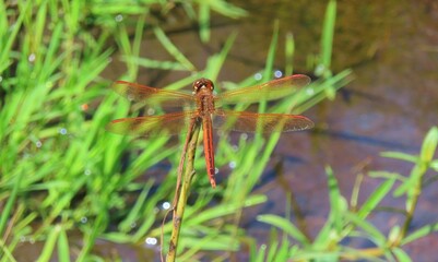 Wall Mural - Beautiful tropical orange dragonfly on pond background in Florida nature