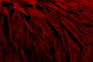 Beautiful dark red bird feathers pattern texture background.