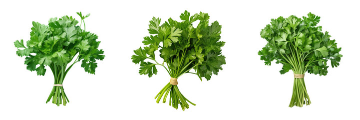 Closeup of isolated curly parsley transparent background