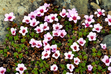 pink and white flowers tipical flower in svalbard norway
