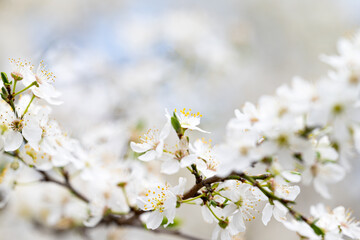 Canvas Print - landscape of cherry blossoms in spring