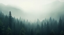 Misty Pine Forest Background