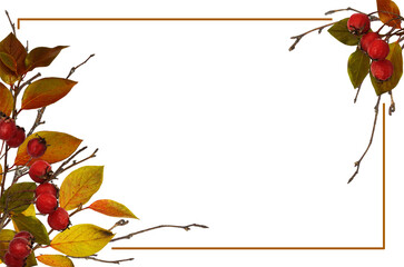 Wall Mural - autumn frame from dry twigs with ginger leaves and red berries isolated on white or transparent back