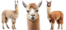 Llama Collection (portrait, Standing), Animal Bundle Isolated On A White Background As Transparent PNG
