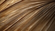 Close Up Of Dried Natural Palm Tree Leaf.