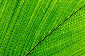 Wall Mural - Green palm leaf texture close-up, natural abstract photo