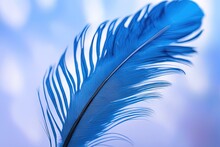 Beautiful Feathers On Blue Background Beautiful Feathers On Blue Background Blue Feather On White Background. Close - Up View