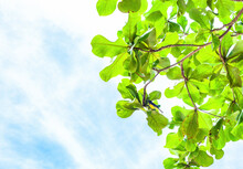 Dipterocarpus Tuberculatus Roxb Tree And Olive-backed Sunbird In Green Leaves, Selective Focus