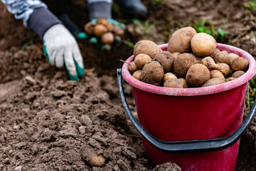 Wall Mural - A farmer collects potatoes in bucket in the field. Harvest potatoes.