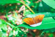Common earl tropical butterfly on green leaf