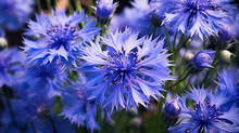 Closeup Of Beautful Blue Flower Of Cornflower