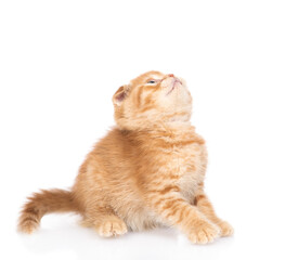 Poster - Curious ginger kitten sitting and looking up on empty space. isolated on white background