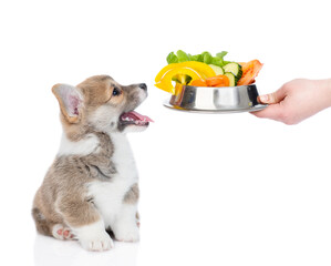 Aufkleber - Owner feeds pembroke welsh corgi puppy with vegetables. isolated on white background