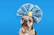 French Bulldog dog wearing Oktoberfest ribbon headband with traditional blue and white colors and beer mug on blue background