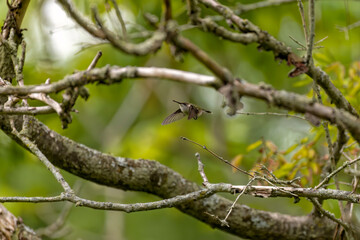 Canvas Print - Ruby-throated hummingbird ( Archilochus colubris ) in flight