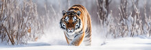 Tiger In The Snow
