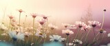 Fototapeta Desenie - Beautiful daisy flowers in meadow at sunset. soft focus