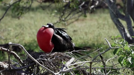slow motion of a Magnificent frigatebird, Fregata magnificens, big black seabird with a characteristic red gular sac. Male frigate bird nesting with inflated sack, galapagos islands, Ecuador.
