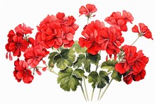 Overhead Red Geraniums On White. Generative AI