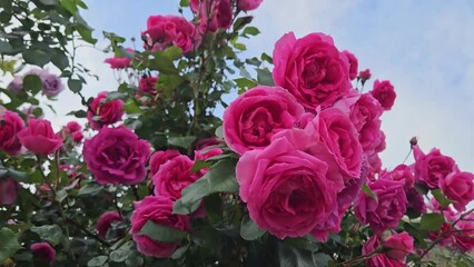 Wall Mural - rose bush with bright crimson flowers, branch with beautiful crimson roses, close up