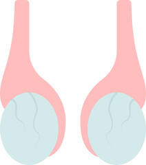 Poster - Flat Scrotum Anatomy Icon In Grey And Pink Color.