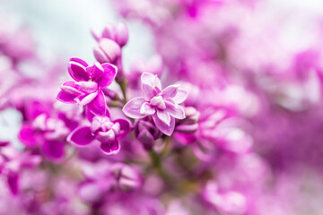 Wall Mural - Purple lilac flowers macro background, flower background