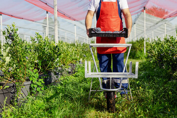 Poster - Farmer working and picking blueberries on a organic farm