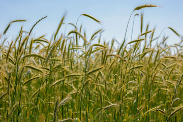 Wall Mural - Selective focus of young green barley (gerst) on the field in countryside, Hordeum vulgare, Texture of soft ears of wheat in the farm under blue sky, Agriculture industry, Nature pattern background.