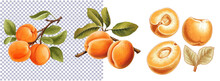 Apricot, Cut Half With Kernel, Seed. Apricots With Leaf And Half Apricot Realistic Fruit Set. Vector Illustration