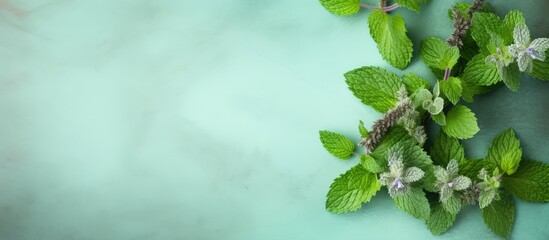 Poster - Tasty tea made from dried mint melissa isolated pastel background Copy space