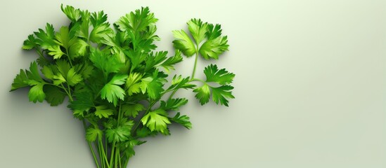 Poster - Organic parsley on a isolated pastel background Copy space