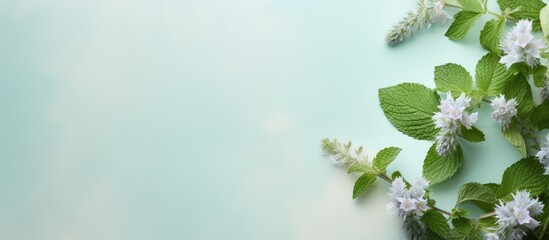 Poster - Tasty tea made from dried mint melissa isolated pastel background Copy space