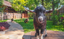 Portrait Of Young Cute Black Dwarf Goat Looking At Camera While Standing On Wooden Table In Countryside Farm With Shady Greenery View