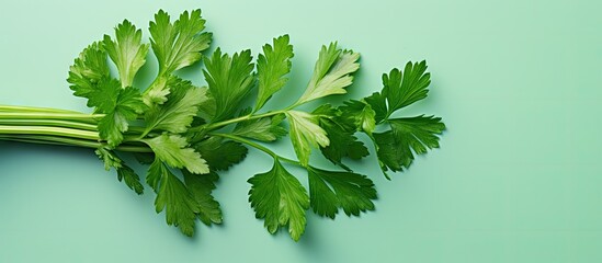 Aufkleber - parsley isolated pastel background Copy space