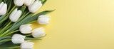Fototapeta Tulipany - White and yellow tulips in a bouquet Postcard isolated pastel background Copy space