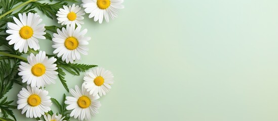 Wall Mural - Top view of chamomile or daisies with leaves on a isolated pastel background Copy space