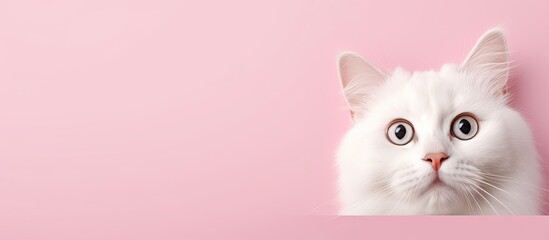 Poster - White cat with surprise expression alone on isolated pastel background Copy space en background Portrait