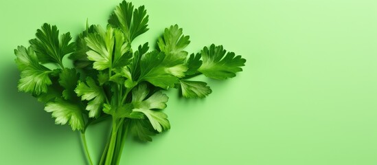 Canvas Print - parsley isolated pastel background Copy space