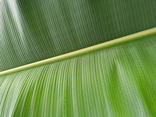 Beautiful Green Banana Leaf As Background, Closeup