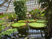 Pond With Queen Victoria Water Lilies In Botanical Garden