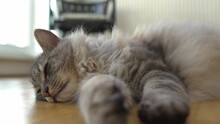 Fluffy Domestic Cat Lies On Parquet Floor Purring