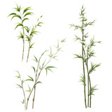 Fototapeta Sypialnia - Bamboo Plant Green vector graphic