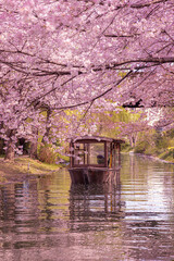 Wall Mural - Sakura at Fushimi Jikkoku Bune