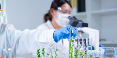 Close up look of an eco or botany and plants test tube or glassware and Scientist is holding and testing a result of natural product and organic cosmetic health care. eco laboratory microbiology.