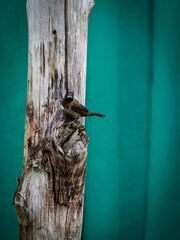 Wall Mural - bird on a tree