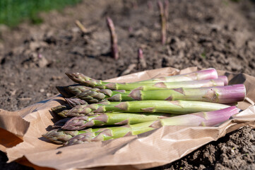 New harvest, bunch of green asparagus sprouts growing on bio farm field in Limburg, Belgium