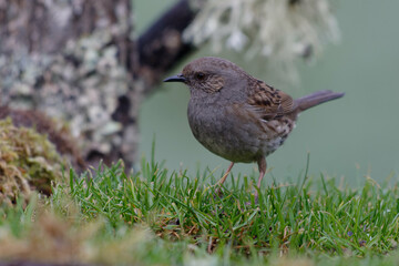 Sticker - Dunnock (Prunella modularis) on a branch